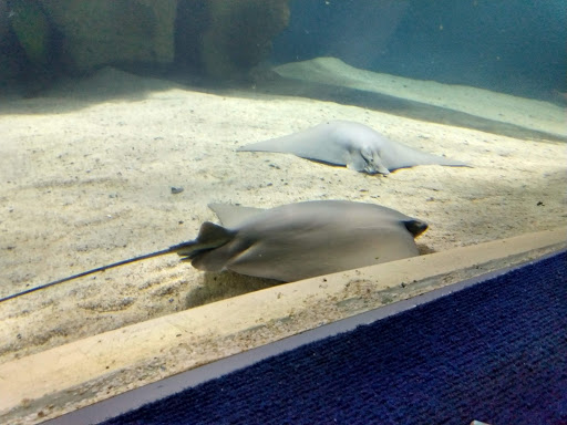 Aquarium «Greater Cleveland Aquarium», reviews and photos, 2000 Sycamore St, Cleveland, OH 44113, USA