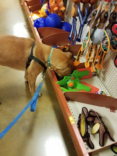 Pet Supply Store «PetSmart», reviews and photos, 2940 Chapel Hill Rd, Douglasville, GA 30135, USA