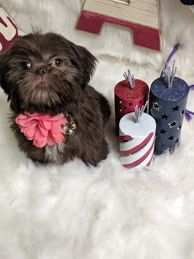 Pet Groomer «Glamour Pooch / Grooming Boutique», reviews and photos, 1590 Lomaland Dr, El Paso, TX 79935, USA