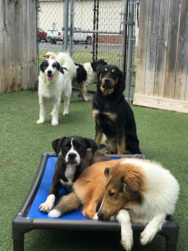 Pet Store «Happy, Clean and Smart», reviews and photos, 5700 W Kilgore Ave, Muncie, IN 47304, USA