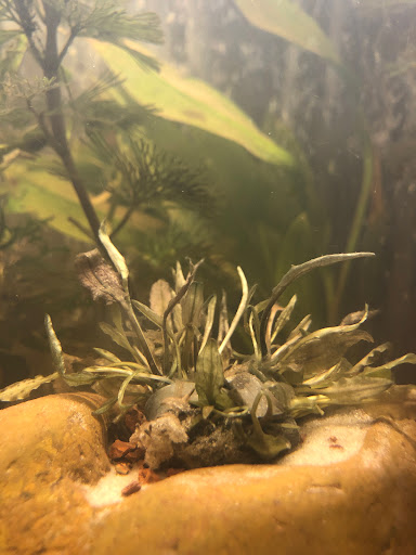 Tropical Fish Store «Salty Fish Aquariums», reviews and photos, 5535 Brewster St, San Antonio, TX 78233, USA