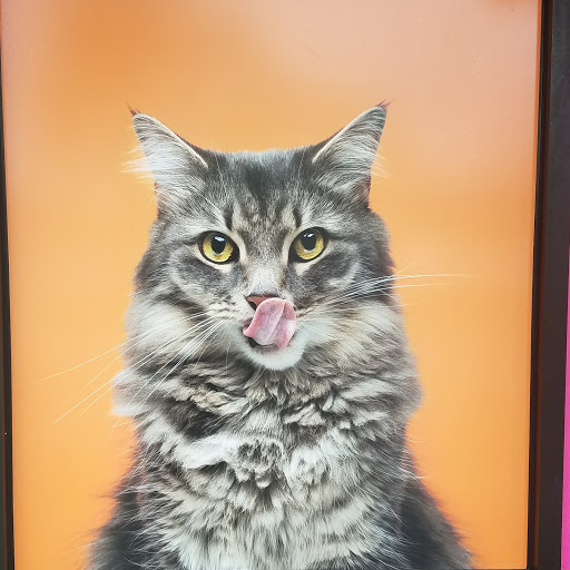 Pet Supply Store «PetSmart», reviews and photos, 250 Grossman Dr, Braintree, MA 02184, USA