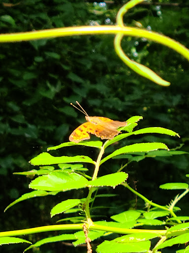 State Park «Valley Stream State Park», reviews and photos, Valley Stream State Park Rd, Valley Stream, NY 11580, USA