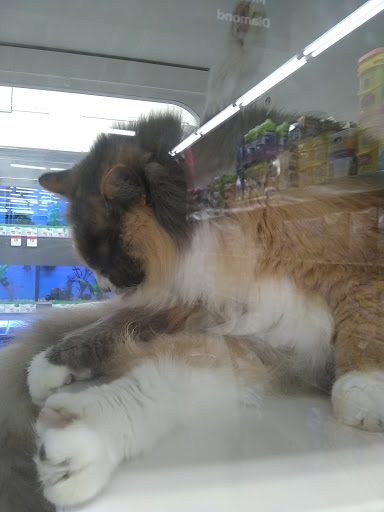 Pet Supply Store «Pet Supplies Plus», reviews and photos, 3701 S Orlando Dr, Sanford, FL 32773, USA