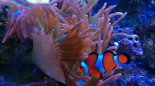 Tropical Fish Store «Fishy Business», reviews and photos, 911 E Church St, Lexington, TN 38351, USA