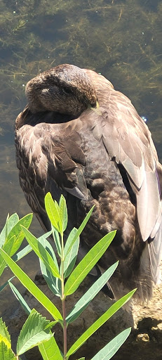 Nature Preserve «Wood Lake Nature Center», reviews and photos, 6710 Lake Shore Dr S, Minneapolis, MN 55423, USA