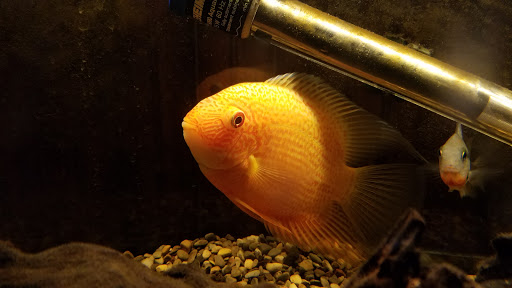 Tropical Fish Store «Aquastetics», reviews and photos, 354 E Main St, Fall River, MA 02724, USA