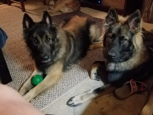 Pet Groomer «Tidy Dog Pet Supply & Salon», reviews and photos, 2612 Lebanon Pike A, Nashville, TN 37214, USA