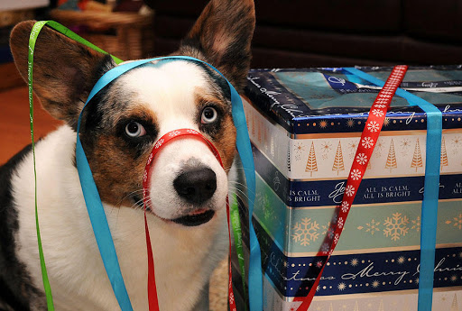 Pet Store «Paws & Fins Pet Shop», reviews and photos, 360 Tormey Ln NE, Bainbridge Island, WA 98110, USA