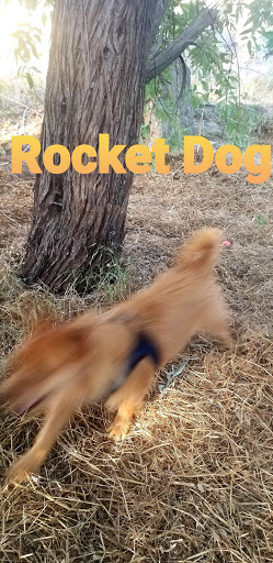 Amphitheater «USANA Amphitheatre», reviews and photos, 5150 S 6055 W, West Valley City, UT 84118, USA