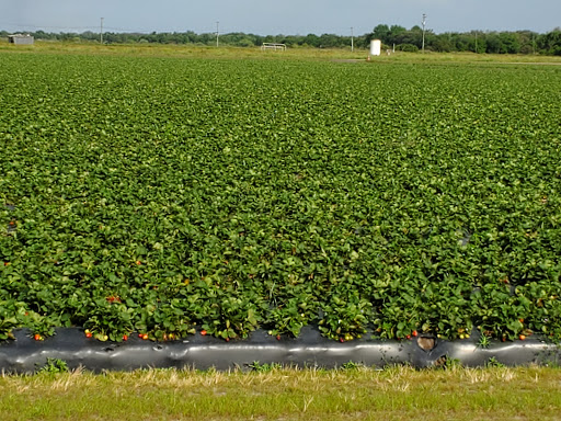 Produce Wholesaler «Goodson Farms Inc.», reviews and photos, 12405 Balm Rd, Balm, FL 33503, USA