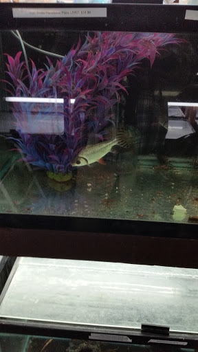 Pet Store «Forest Lake Pets», reviews and photos, 120 Lake St N, Forest Lake, MN 55025, USA