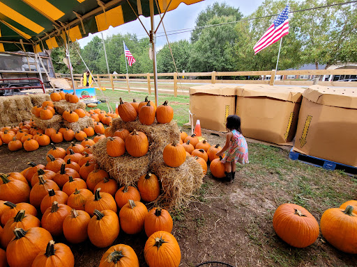 Farm «Buford Corn Maze.», reviews and photos, 4470 Bennett Rd, Buford, GA 30519, USA