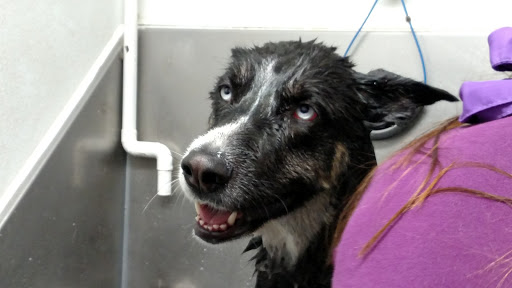 Pet Supply Store «At Your Services Pet Supplies», reviews and photos, 55 S Valle Verde Dr #300, Henderson, NV 89012, USA