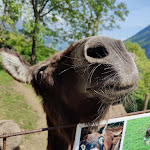 Photo n°5 de l'avis de Thomas.c fait le 24/05/2023 à 06:04 sur le  Parco San Marco Hotels & Beach Resort à Cima