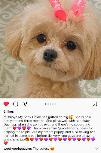 Pet Supply Store «Woof Woof Puppies & Boutique», reviews and photos, 29555 Northwestern Hwy, Southfield, MI 48034, USA