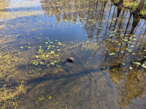 Park «Cliff Stephens Park», reviews and photos, 600 Fairwood Ave, Clearwater, FL 33759, USA