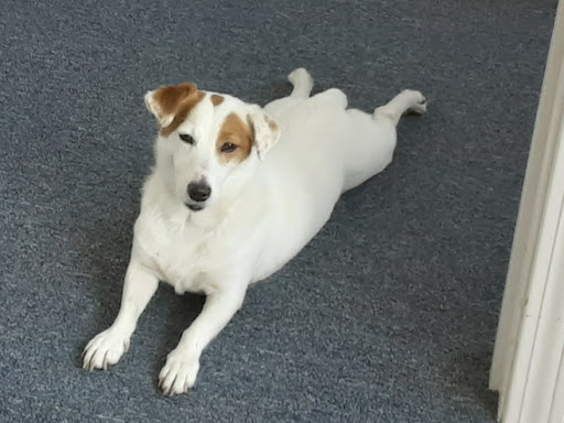 Pet Supply Store «PetSmart», reviews and photos, 482 Stillwater Ave Ste 2A, Bangor, ME 04401, USA