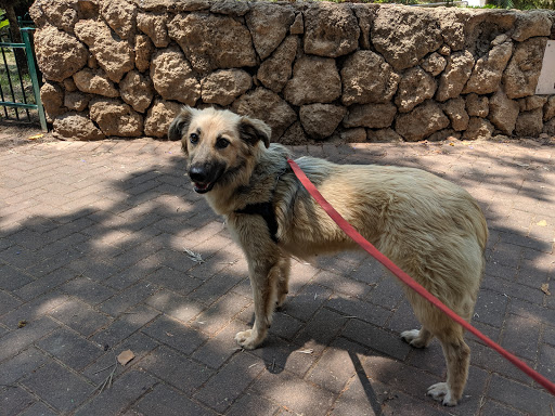 Dog sitter Tel Aviv