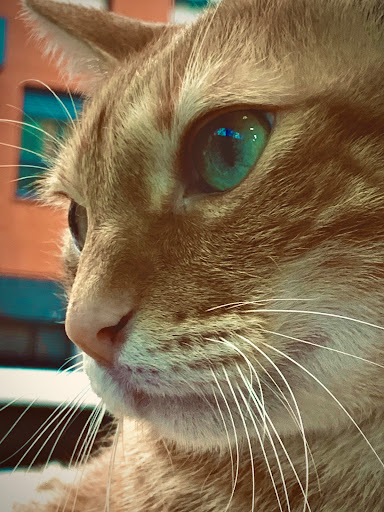 Valencia - Plans Veterinaria en Valencia