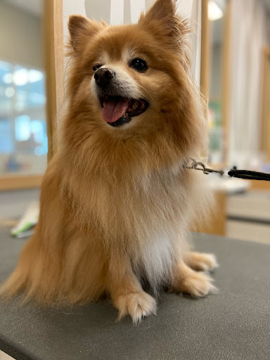 Pet Supply Store «Petco Animal Supplies», reviews and photos, 11147 Park Blvd N, Seminole, FL 33772, USA