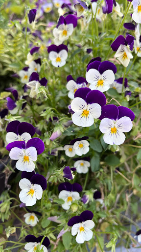 Home Improvement Store «The Home Depot», reviews and photos, 32525 Northwestern Hwy, Farmington Hills, MI 48334, USA