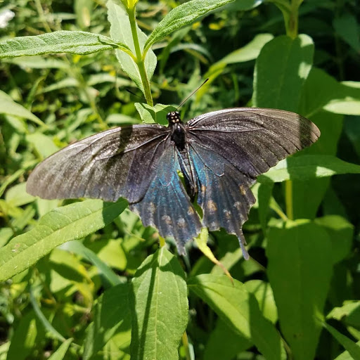 Nature Preserve «Engelmann Woods Natural Area», reviews and photos, 2360 Hwy D, Boles Township, MO 63304, USA