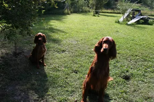 KeLore Kennels