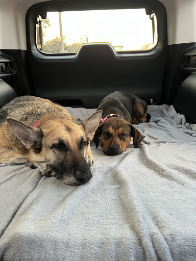 Pet Supply Store «Coastline Pet Supply», reviews and photos, 3530 Northgate Dr, Myrtle Beach, SC 29588, USA