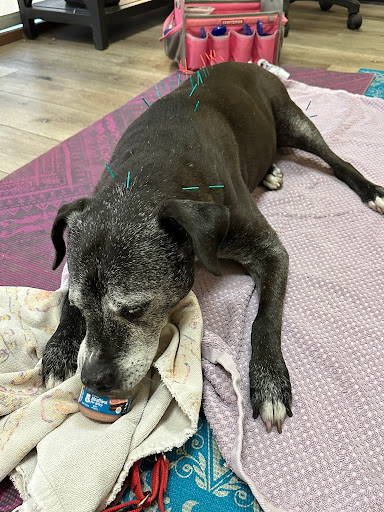 Calabasas Animal Clinic image