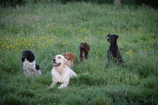 Animal Farm Dog Boarding