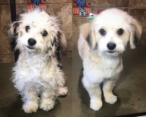 Pet Supply Store «EarthWise Pet Supply East Village», reviews and photos, 1051 Market St, San Diego, CA 92101, USA