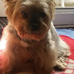 Photo n° 1 de l'avis de Patrice.a fait le 27/08/2018 à 09:35 pour Le Carré Vétérinaire à Amiens