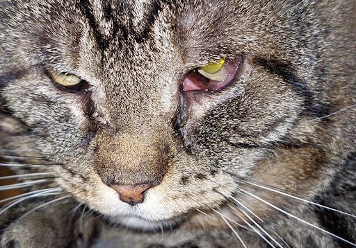 Aktiv für Tiere e.V. unter Albershausen, 