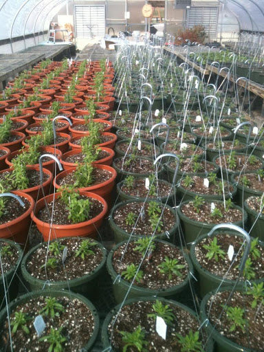 Animal Feed Store «Feed Store & Nursery», reviews and photos, 11106 Dean St, Charlestown, IN 47111, USA