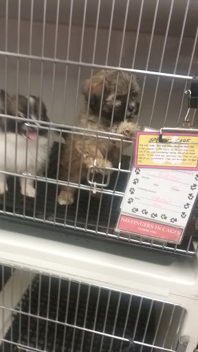 Pet Store «Just Puppies Inc», reviews and photos, 1028 York Rd, Towson, MD 21204, USA