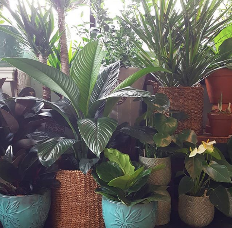 Florist «Providence Florist - Blooming Blossoms», reviews and photos, 780 Hope St, Providence, RI 02906, USA