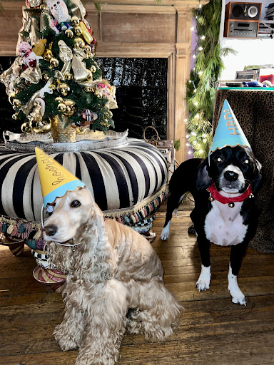 Pet Store «District Dog - A General Store for Pets», reviews and photos, 142 Driggs Ave, Brooklyn, NY 11222, USA