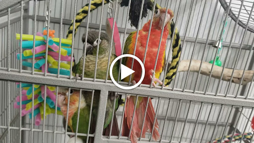 Pet Store «Birds & Beasts Pet Shop», reviews and photos, 35 Berkshire Dr # 18, Crystal Lake, IL 60014, USA