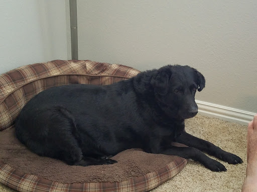 Pet Supply Store «Petco Animal Supplies», reviews and photos, 1250 William D Tate Ave #200, Grapevine, TX 76051, USA