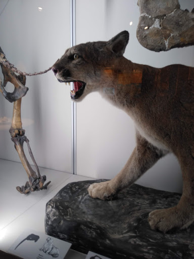 Museum «Museum of Natural and Cultural History», reviews and photos, 1680 E 15th Ave, Eugene, OR 97401, USA