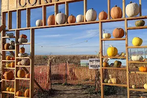 Glen Ray's Corn Maze and Pumpkin Patch image