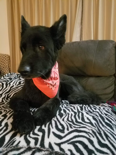 Pet Supply Store «Pet Supplies Plus», reviews and photos, 120 Sara Way, Belle Vernon, PA 15012, USA