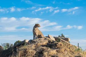 Cheetah Experience (ZA Cheetah Conservation) image