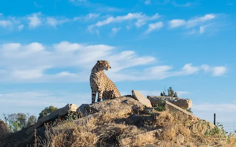 Cheetah Experience (ZA Cheetah Conservation) image