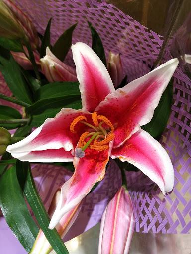 Grocery Store «Giant Food Stores», reviews and photos, 1055 Bustleton Pike, Feasterville-Trevose, PA 19053, USA