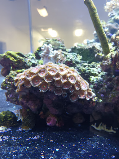 Pet Supply Store «Pet Supreme», reviews and photos, 12823 Foothill Blvd, Sylmar, CA 91342, USA