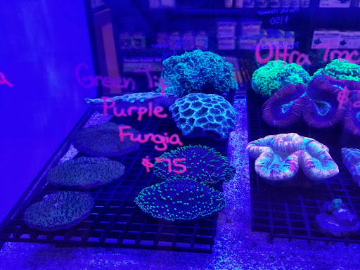 Tropical Fish Store «Nemo Aquarium», reviews and photos, 1560 Indian Trail Rd #106, Norcross, GA 30093, USA