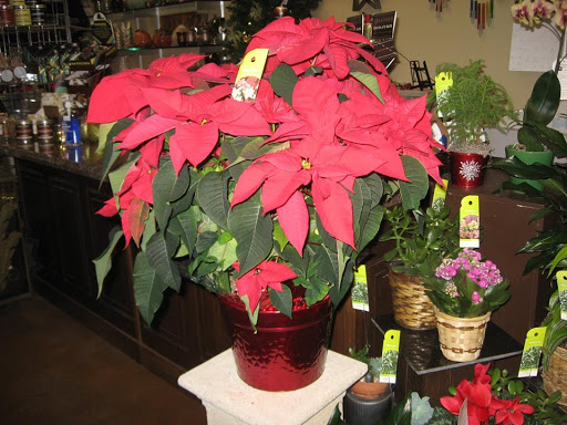 Florist «Best Wishes Floral», reviews and photos, 689 Winnetka Ave N, Golden Valley, MN 55427, USA