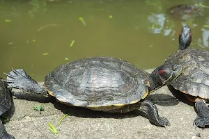 Tortoise Sanctuary image